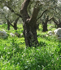 olive tree trunk 4