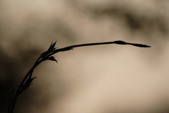 knospe am morgen