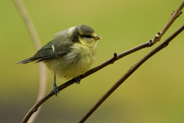 blue tit (parus caeruleus)  - juvenile