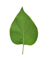 lilac's leaf