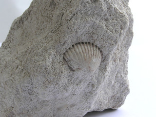 1314 - fossile de coquillage (paléontologie)