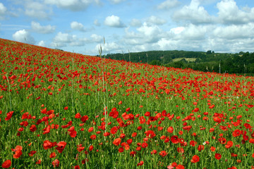 poppy field and clouds