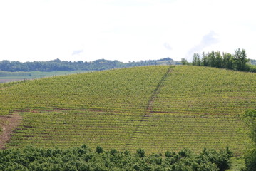Fototapeta na wymiar vigne di langa
