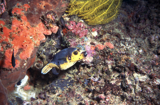 gelber kugelfisch