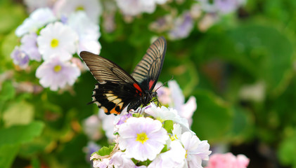 Fototapeta premium butterfly on flower
