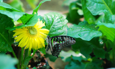 butterfly on flower