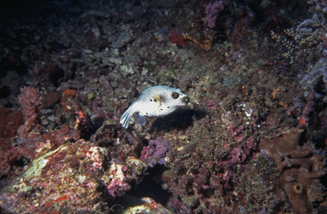 kugelfisch © RICO