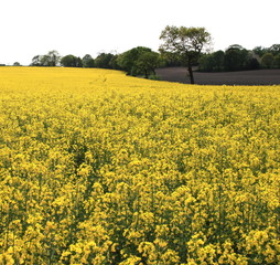 Obraz premium oil seed rape
