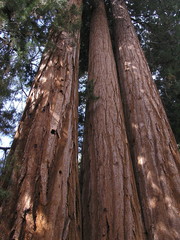 Mammutbäume ( Sequoiadendron giganteum )