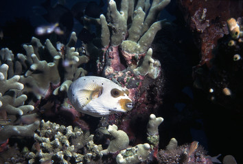 Fototapeta na wymiar Blowfish