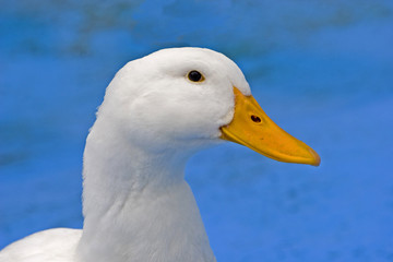 white duck