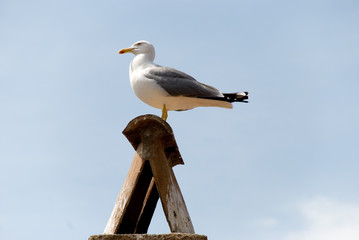 möwe auf dem schornstein
