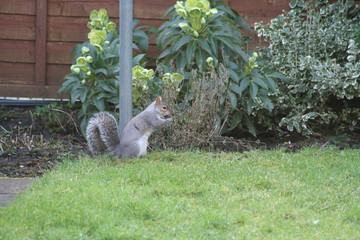 grey squirrel