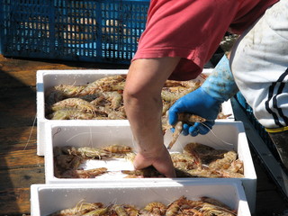 crostacei