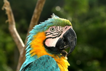 guacamaya colorida