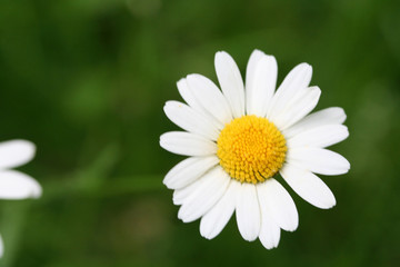 nahaufnahme g&auml;nsebl&uuml;mchen