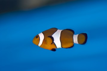 clownfish