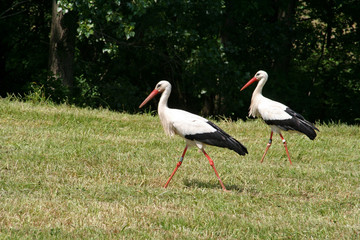 couple de cigognes