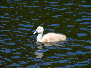 swan