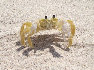 yellow crab
