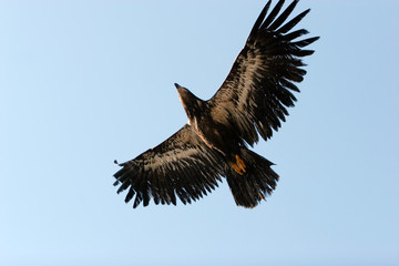 bald eagle