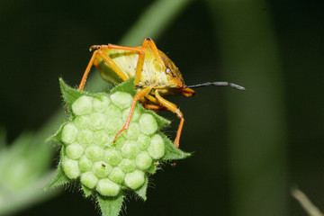 punaise