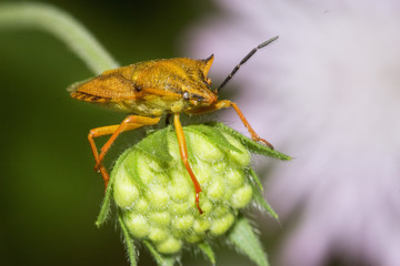 punaise