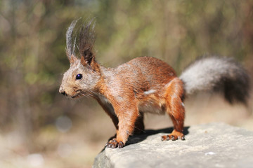 Naklejka na ściany i meble squirrel in the nature