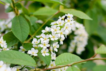 bird cherry tree blossom