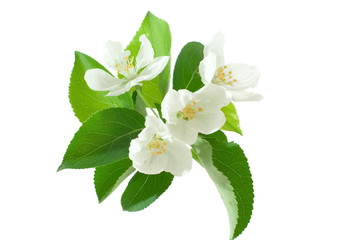 Obraz premium apple-tree blossom