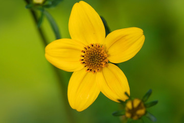 small yellow flower