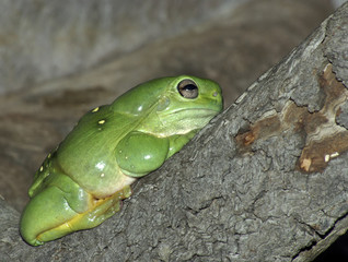 green tree frog