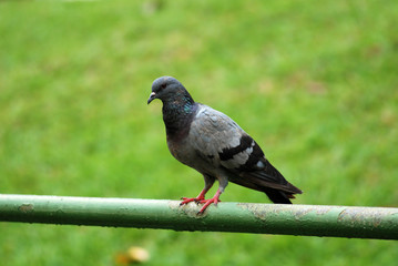 pigeon and fence in the parks