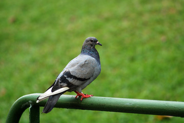 Obraz na płótnie Canvas pigeon and fence in the parks