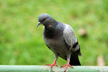 pigeon and fence in the parks