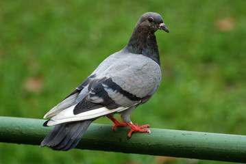 pigeon and fence in the parks