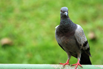 pigeon and fence in the parks