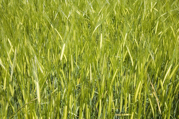 Obraz premium wheat field