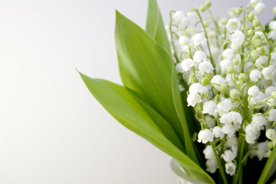 Fototapeta lily of the valley