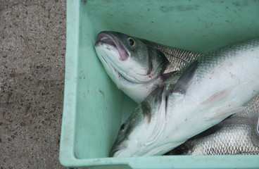 fraichement pêchés