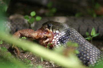 Naklejka premium une couleuvre et plus qu'une demi-grenouille