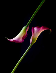 gegenläufige calla lilien auf schwarz