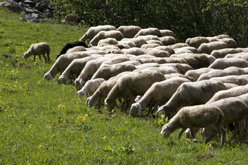 ecomuseo della pastorizia