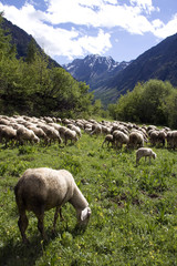 Obraz premium ecomuseo della pastorizia