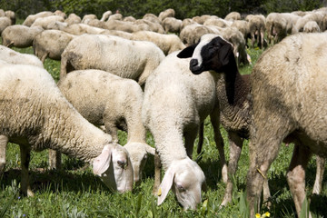 Obraz premium ecomuseo della pastorizia