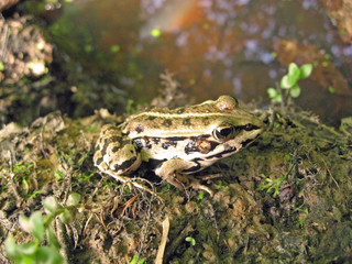 frog