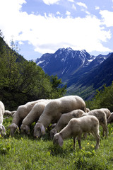 ecomuseo della pastorizia