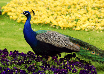 peacock male