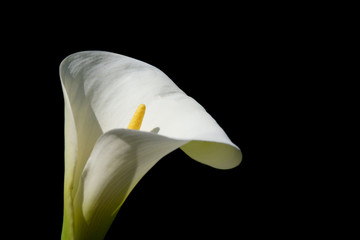 arum 3