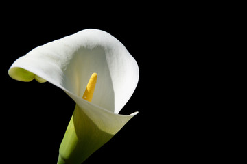 arum 4